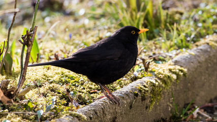 Male blackbird close up portrait