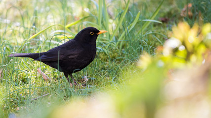 Male blackbird close up portrait