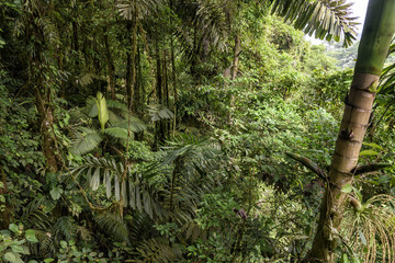 Obraz premium dżungla