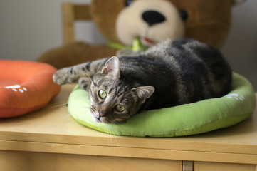 Naklejka premium Cute marble cat in lime green cat bed asking for attention and trying to be the cutest pet, eye contact
