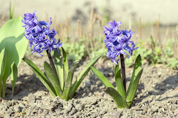 Obraz premium Hyacinthus, dark blue hyacinths plant, bulbous spring flower in bloom in the garden