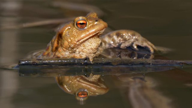 Common toads (Bufo bufo) amplexus