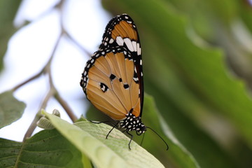 close-up of butterfly on a leaf 