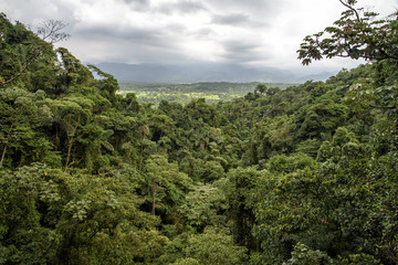 Obraz premium dżungla