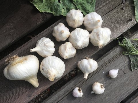 Garlic on rustic wood