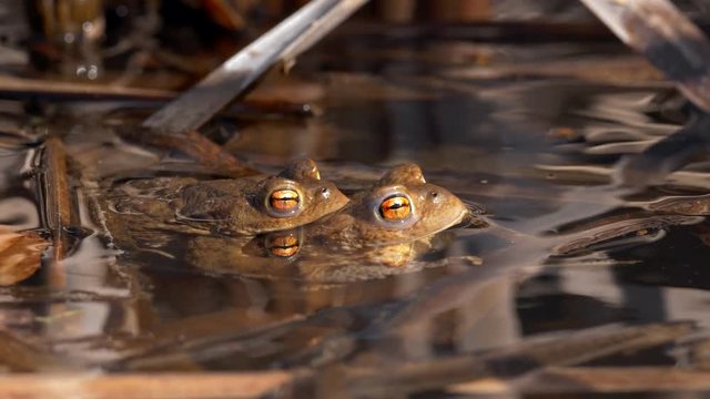 Common toads (Bufo bufo) amplexus
