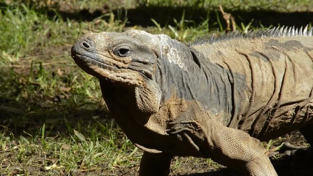 Rhinoceros iguana sunbathing - Cyclura cornuta