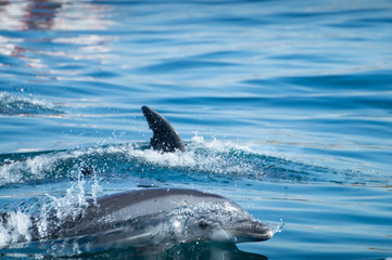 Fototapeta premium Common bottlenose dolphin swimming near to the coast of Albufeira, Algarve, Portugal, Europe