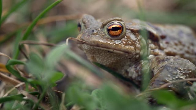 Common toad portrait