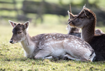 Female fallow deer laying on meadow