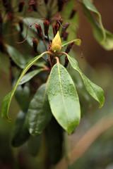 close up of a bright green rhododendron bud with green leafs, with dark dried background, outdoors on a sunny day