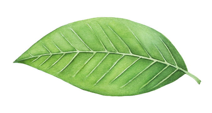Green leaf painting. One single object, bright color, close up. Symbol of life, health, prosperity, new beginning, the renaissance of nature. Hand drawn water colour on white background, isolate.
