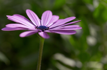 purple african daisy