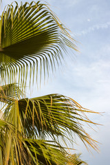 palm leaves with wind