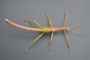 Lime Green Australian stick insect nymph