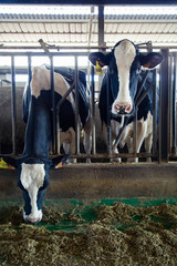 cows in a cheese factory barn