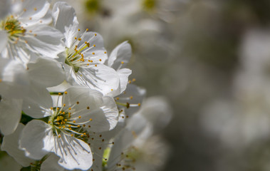 Flowers of the cherry blossoms on a spring day close up