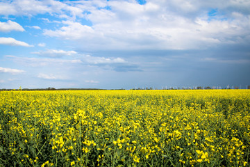 Raps, Rapsfeld, Acker