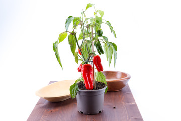 Red bell peppers hanging on tree in a studio with bowls and ipe board white background