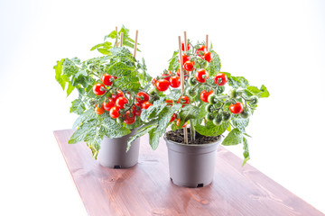 Fresh home cultivated cherry tomatoes trees with mini fresh tomatoes hanging on it, planted in grey pots with white background and bowl ipe board
