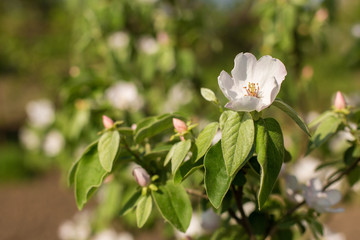 Obraz na płótnie Canvas Blossoming tree in spring close-up 