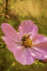 Macro closeup bee on pink flower on yellow green blured background