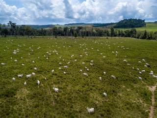Fototapeta na wymiar Aerial view of cows on green pasture farm in sunny day in the amazon.