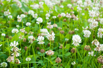 White clover flowers field.