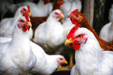 White chickens on a free range farm in a small village in Masovia region of Poland