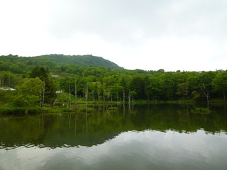 Fototapeta na wymiar 森の池