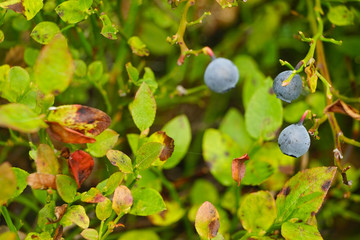 Close-up of a blueberry.