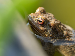 Kröte im Garten im Wasser
