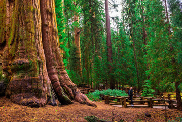 Tourist looks up at a giant sequoia tree - obrazy, fototapety, plakaty