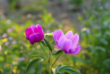 Peony flowers in the garden