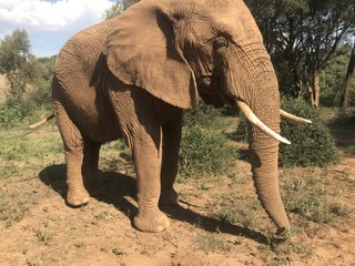 Elephant in Johannesburg 