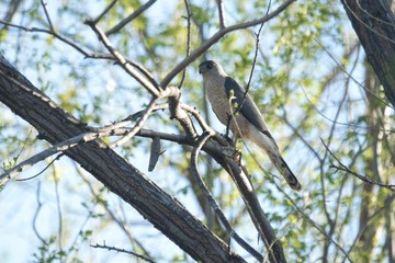 Hawk in Tree