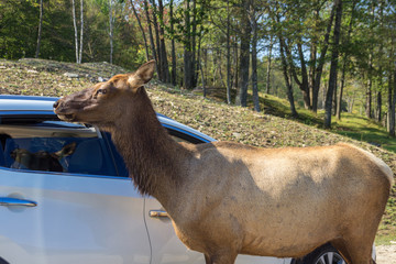 Deers in Parc Omega (Canada)