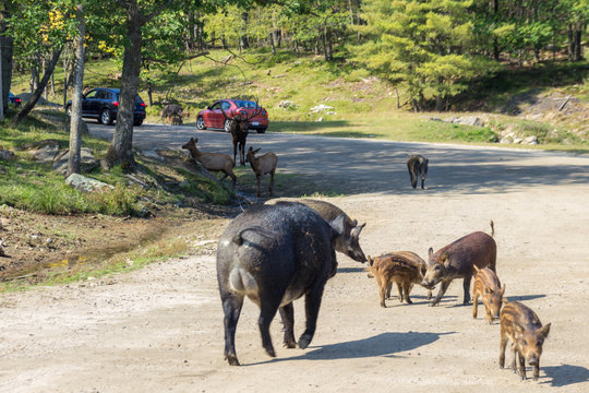Wild boars in Parc Omega (Canada)