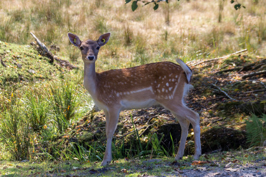 Deers in Parc Omega (Canada)