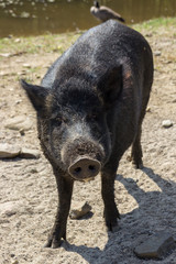 Wild boars in Parc Omega (Canada)