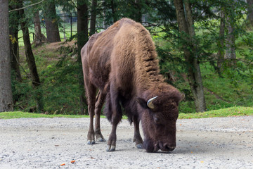 Buffalos in Parc Omega (Canada)