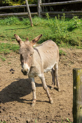 Donkey in Old Farm in Parc Omega (Canada)