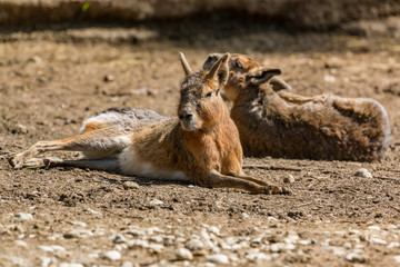 South American rodents mara resting on the floor