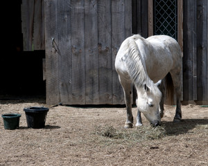 Horse Eating Hay