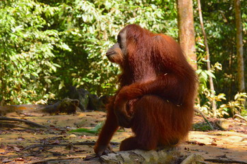 Orangutan 1