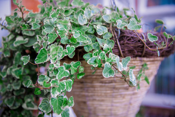 Ivy Hanging Basket