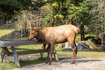 Deers in Parc Omega (Canada)