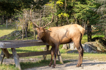Deers in Parc Omega (Canada)