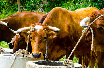 closeup of a big oxen tied with a rope to a trough, farm animal