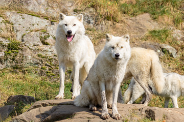 Artic Wolfs in Parc Omega (Canada)